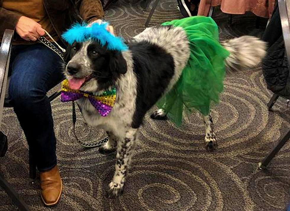 Abilene&#8217;s Rescue The Animals Fur Ball Returns in 2022 With A Bow Wow Luau
