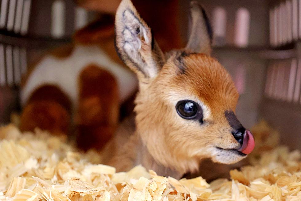 The Abilene Zoo Welcomed A Steenbok Baby Over The Weekend