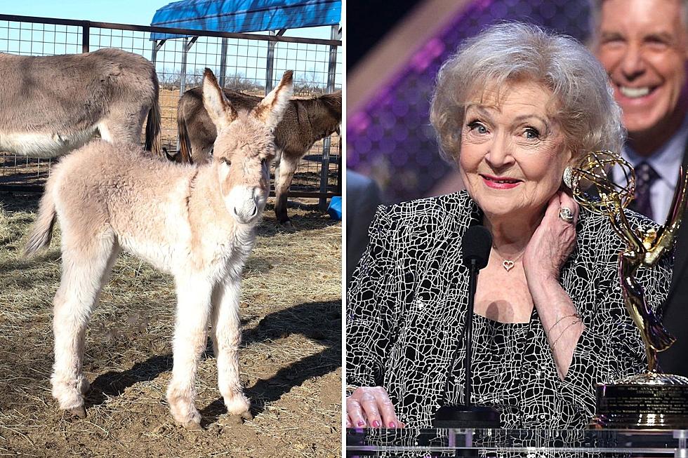 Texas Donkey Rescue Names Baby After Betty White