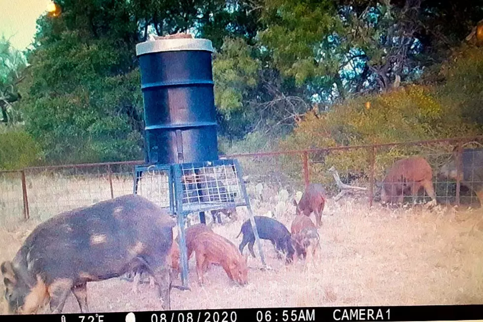 Two Texas Counties Are Paying Cash Bounties for Feral Hogs