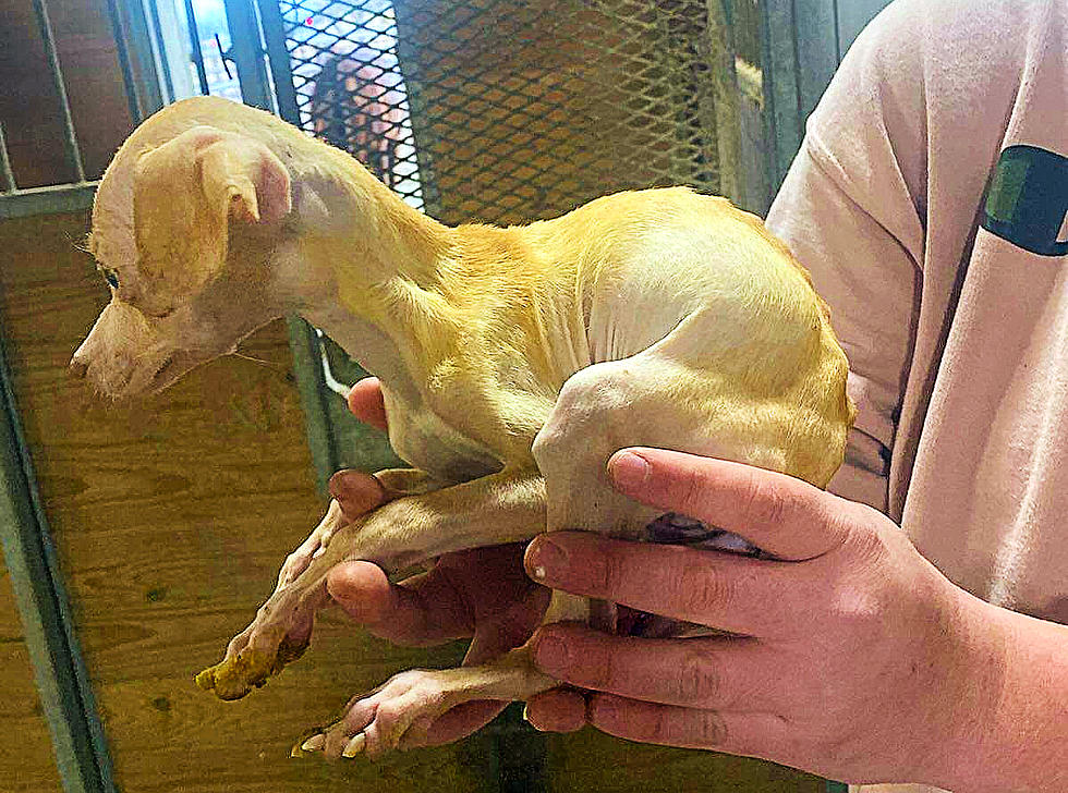 Abilene’s Rescue The Animals Needs Help Raising $20K To Help These Abused Pets
