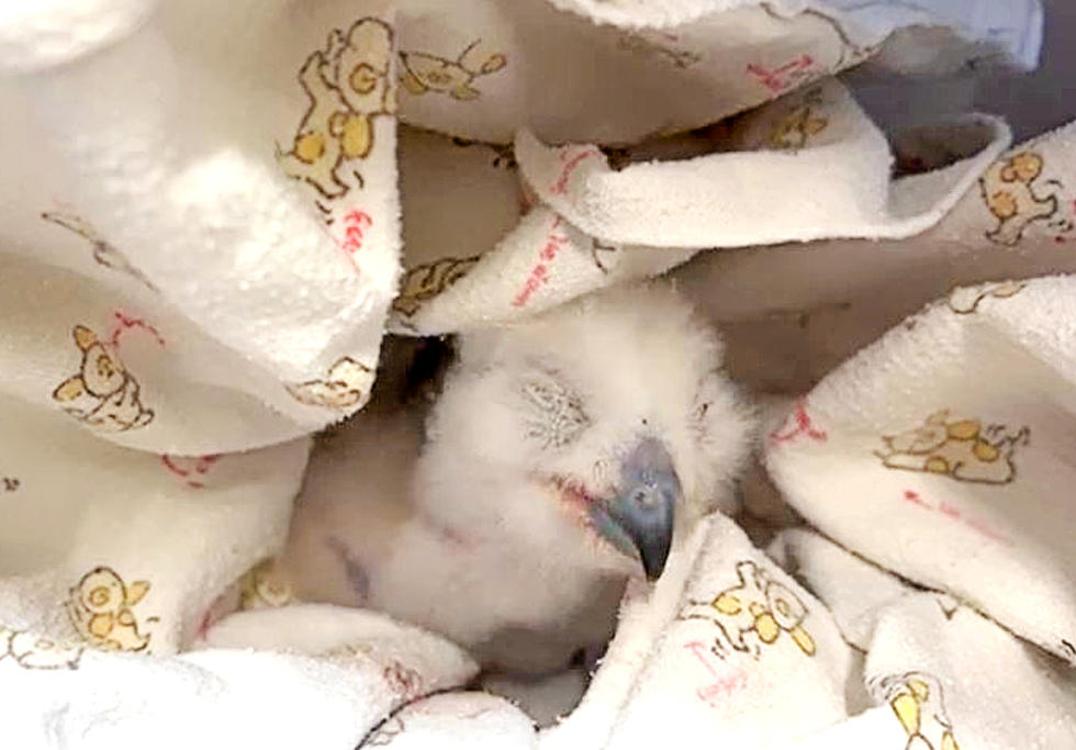 The Abilene Zoo Rescued A Baby Great Horned Owl From Being Killed By A House Cat