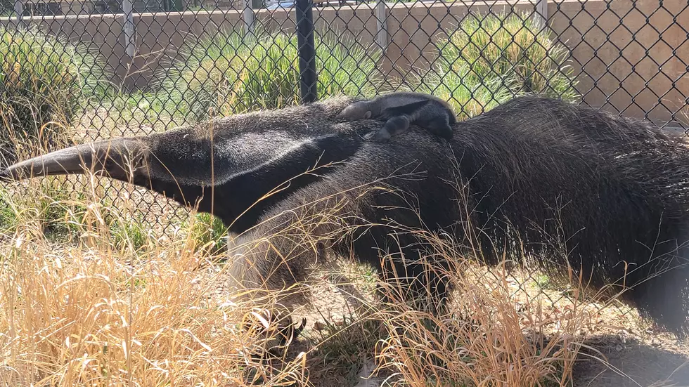 The Two Giant Anteaters At The Abilene Zoo Are Developing Nicely