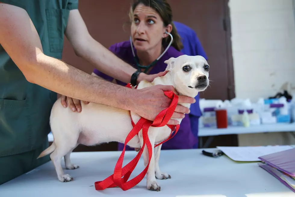 Abilene and the Big Country are Fortunate to Have an Emergency Vet Clinic