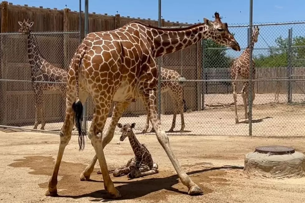 The Abilene Zoo Announces the Birth of a Giraffe Calf