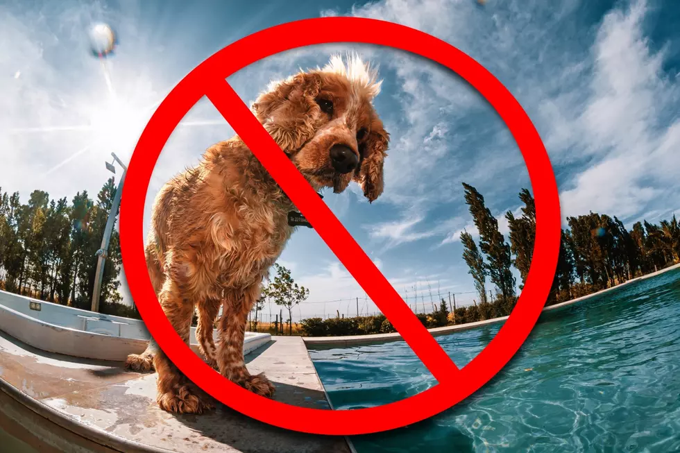 No Dogs Allowed Near the Abilene Splash Pads and Other Rules