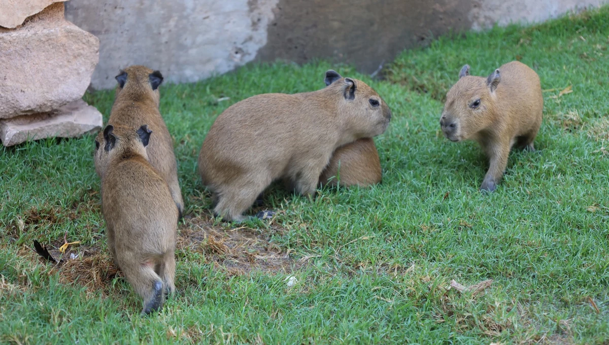 Cute capybara gives birth to even cuter capybara pups
