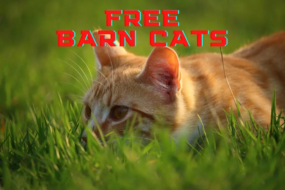Abilene’s Animal Shelter Has Free Barn Cats While They Last