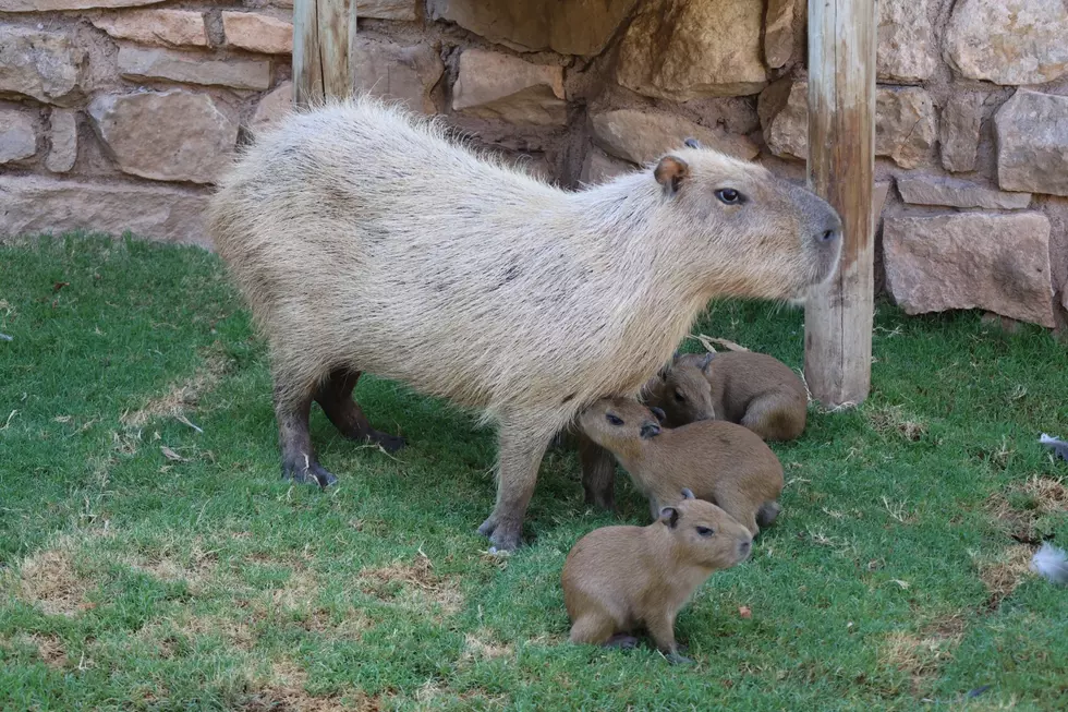 The Abilene Zoo Proudly Welcomes 5 Adorable Capybara Babies