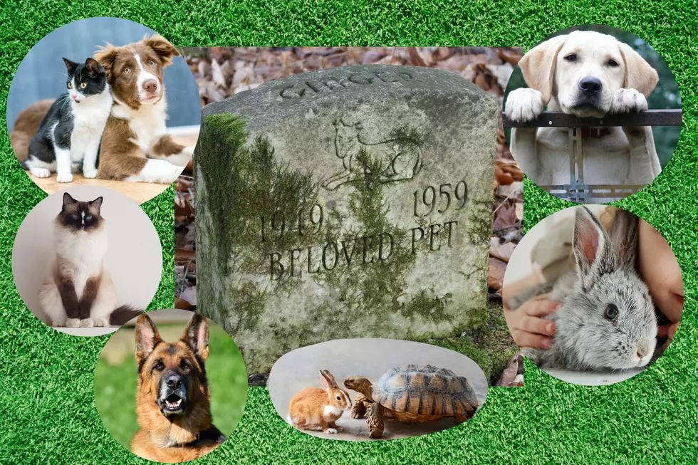 The Rules for Burying Your Pet Legally In The Backyard in Abilene