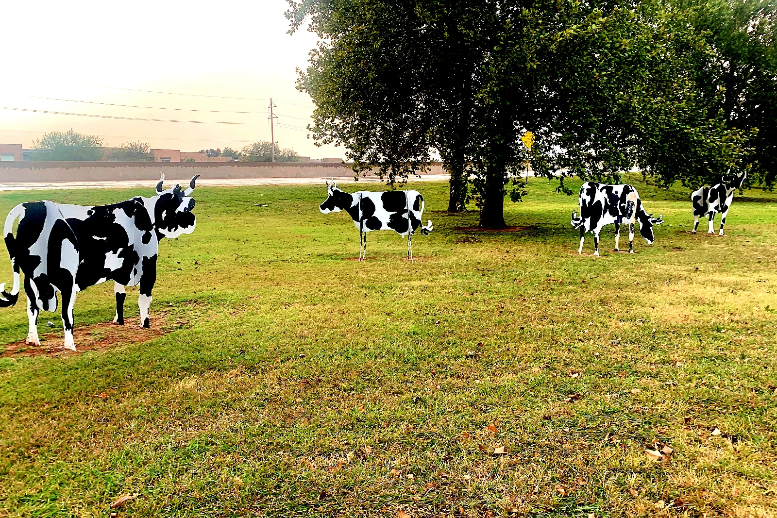 Dallas artist creates life-sized cow with Louis Vuitton logo