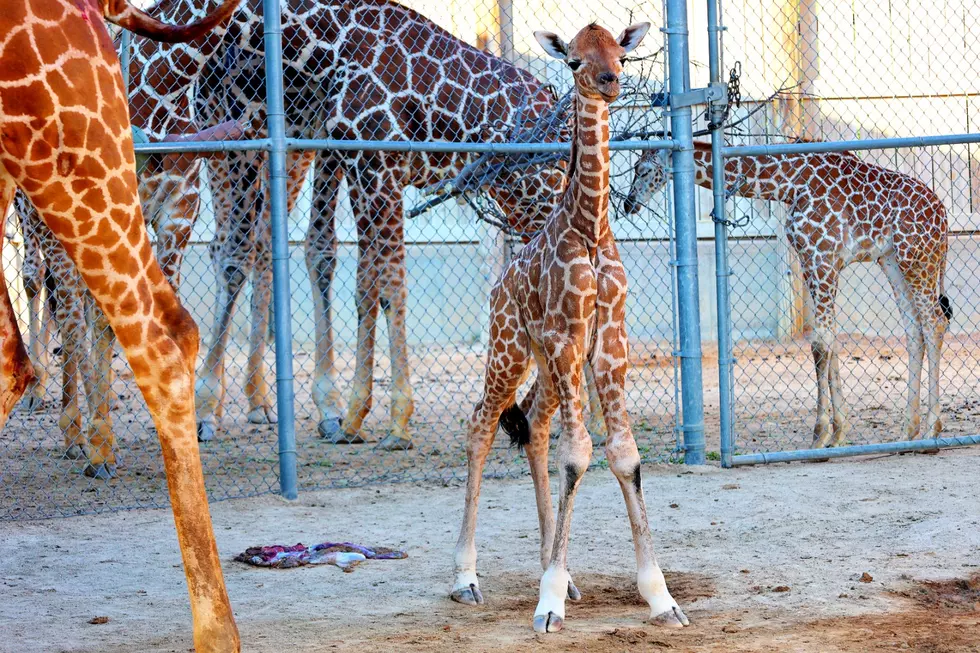 This Years Rock and Roar Was Welcomed With the Birth of a Baby Giraffe