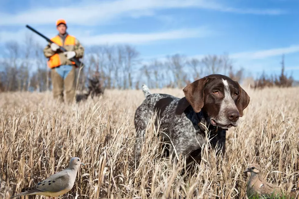 Experts Say Conditions Are Heating Up for This Year&#8217;s Dove Hunting Season