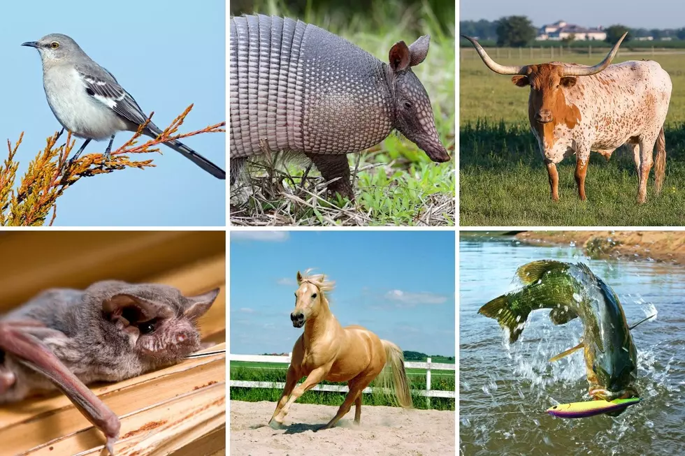 These Are the Official State Animals of Texas