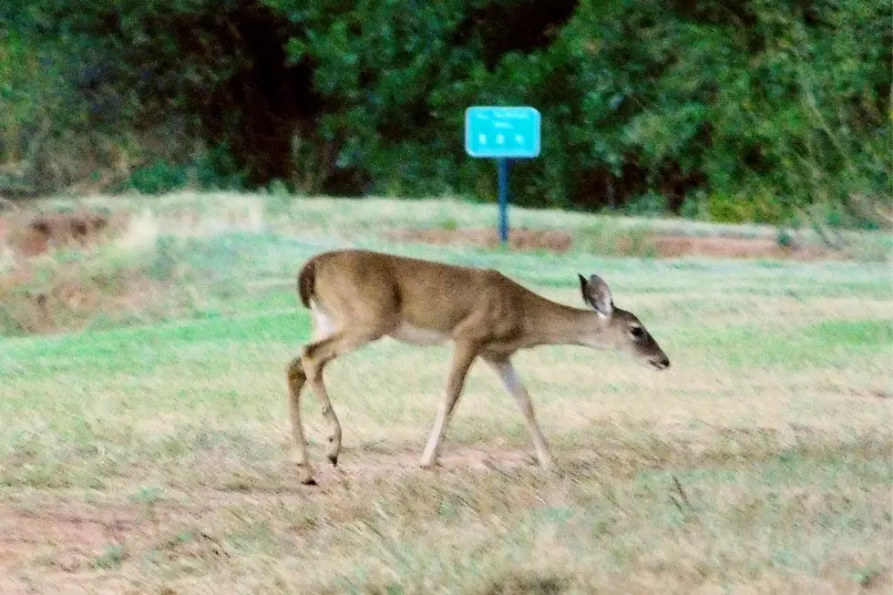 This Years Hot Dry Weather Has Affected the Deer Hunting in Texas