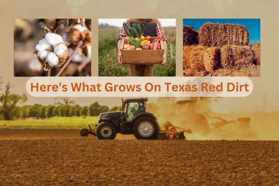 Texas Red Dirt is Both Good and Bad and Can Grow Almost Anything