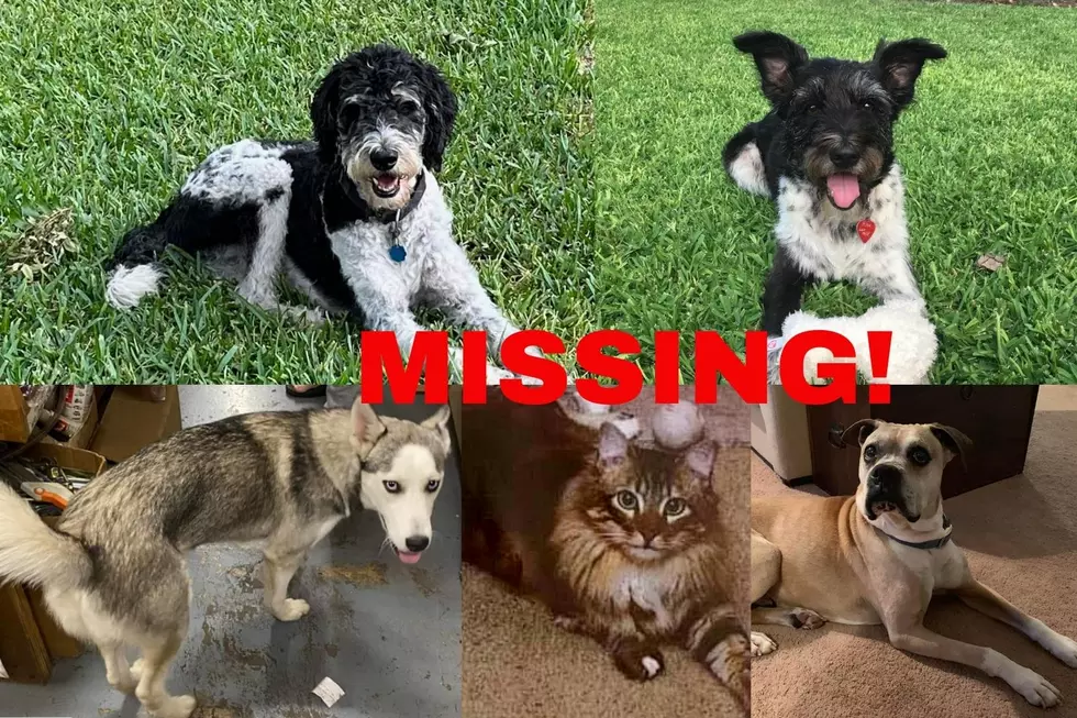 Some of Abilene’s Most Adorable Fur Babies Are Missing, Can You Help?