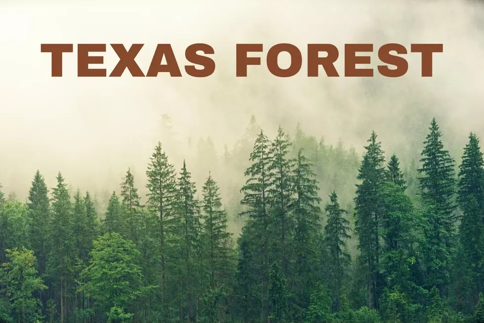 Texas Has 12 Million Forest Acres and the Fastest Growing Cities