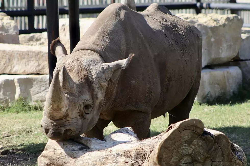 The Abilene Zoo is Reporting the Passing of Macho the Rhino Earlier Today