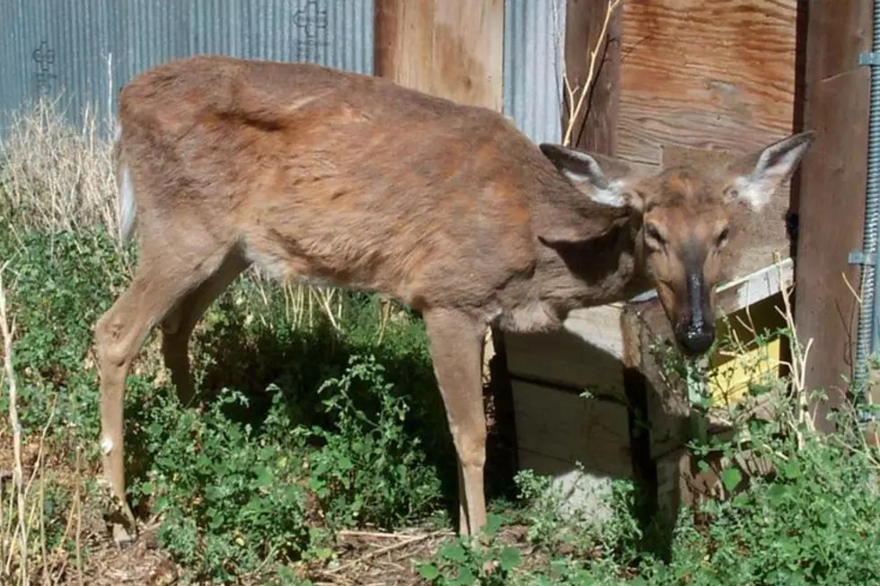 In Texas When You Bag a Deer Have It Tested for the Terrible CWD