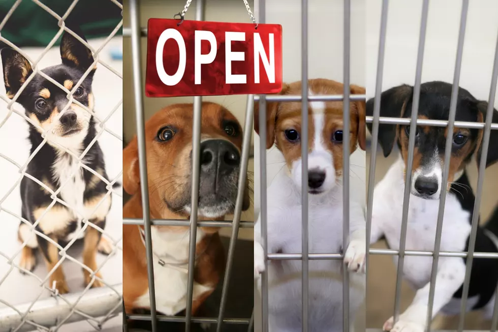 Abilene Animal Shelter Re-Opens With These Pets and a New Facebook