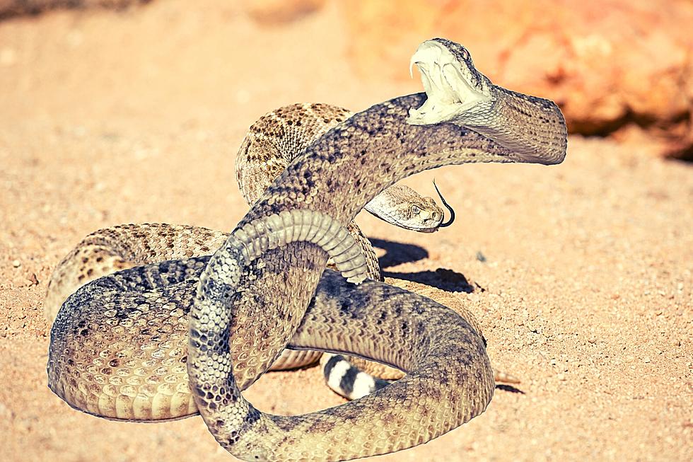 Two Things One Must Do to Make Money Hunting Rattlesnakes