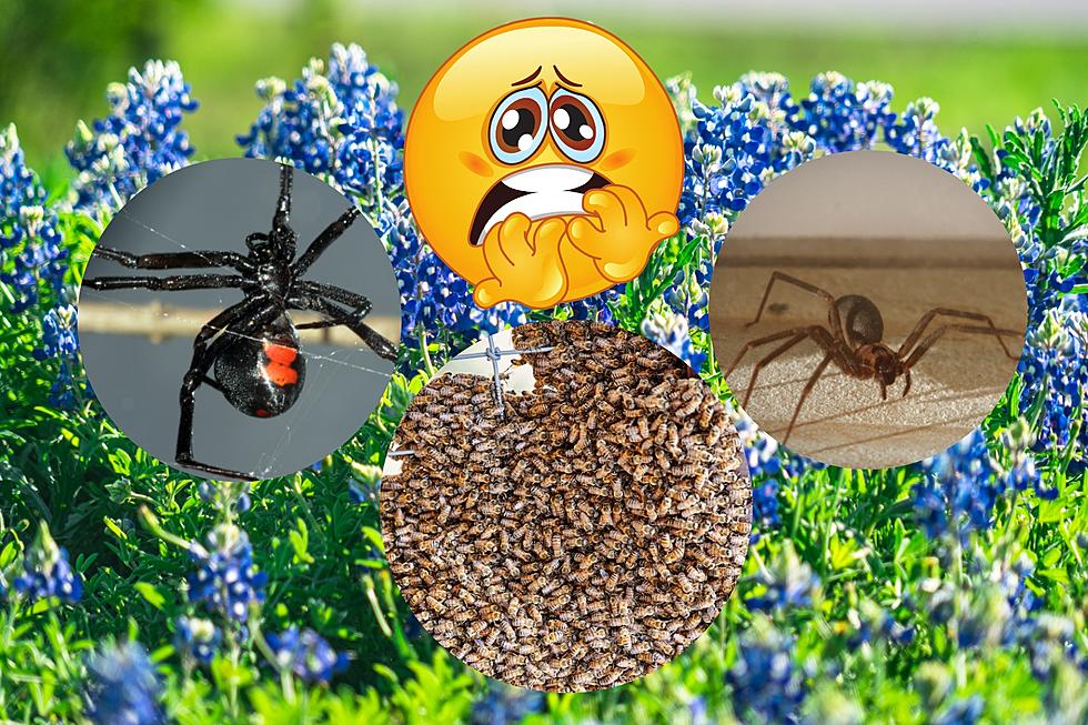 This Spring Beware of These Three Texas Insects That Are Very Deadly