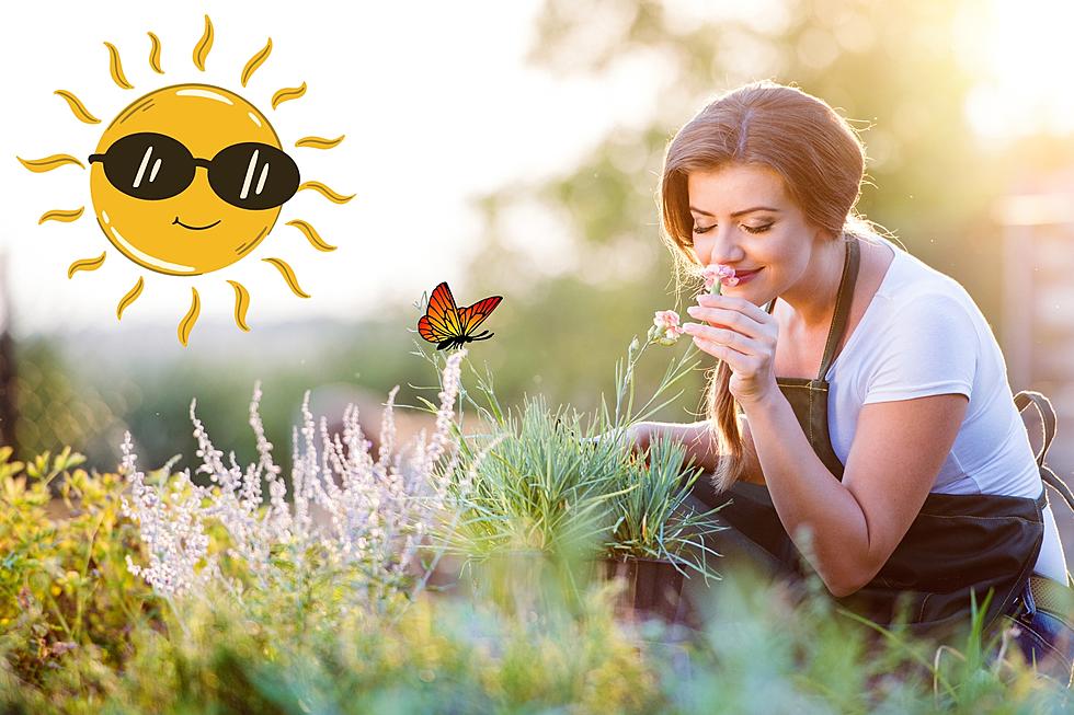 The Plants That Survive Best in the Hot Dry West Texas Heat