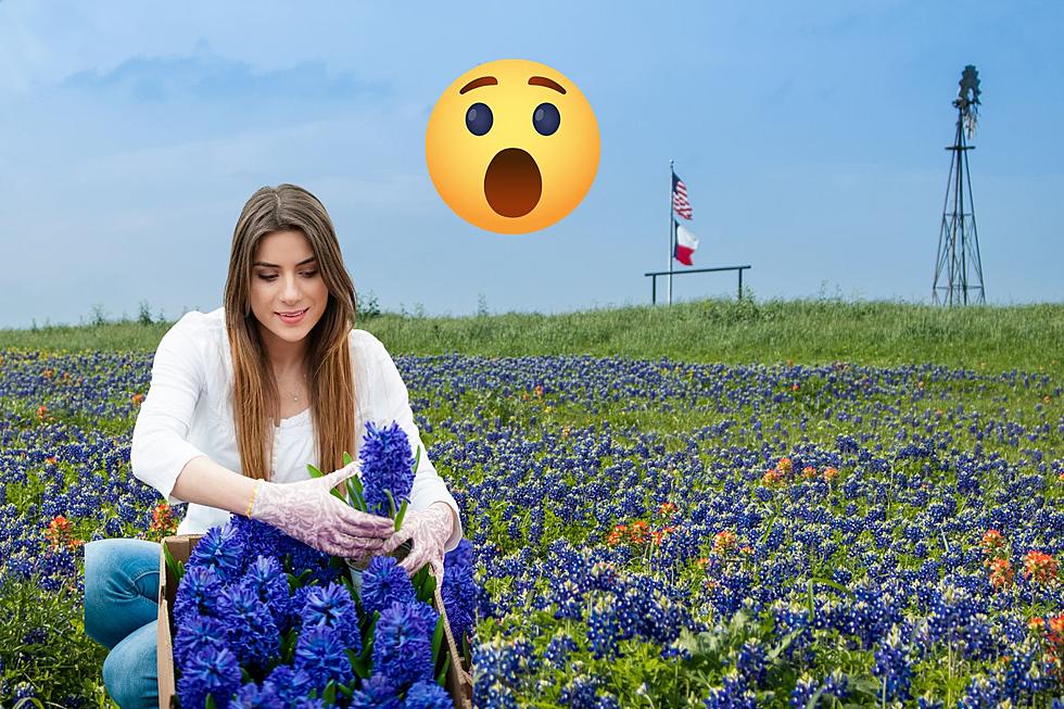 Is It Legal to Pick Bluebonnets in the State of Texas?