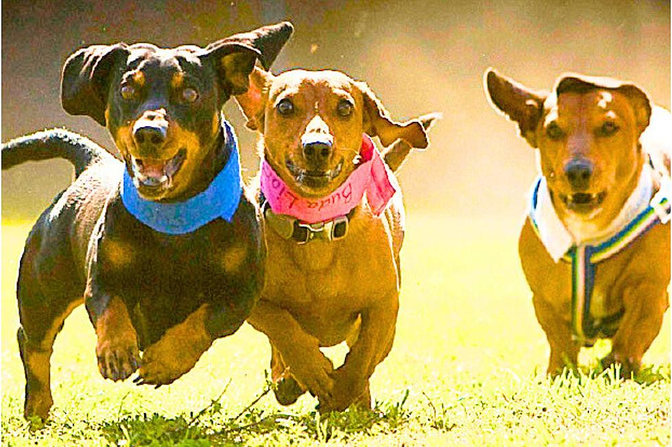 The Crazy Fun Dachshund Races Return and Are in June This Year