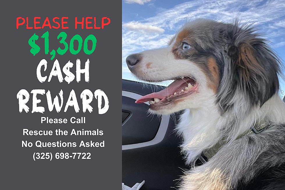 Please Help Find Koda the Emotional Therapy Dog Reward Is Now $1,300