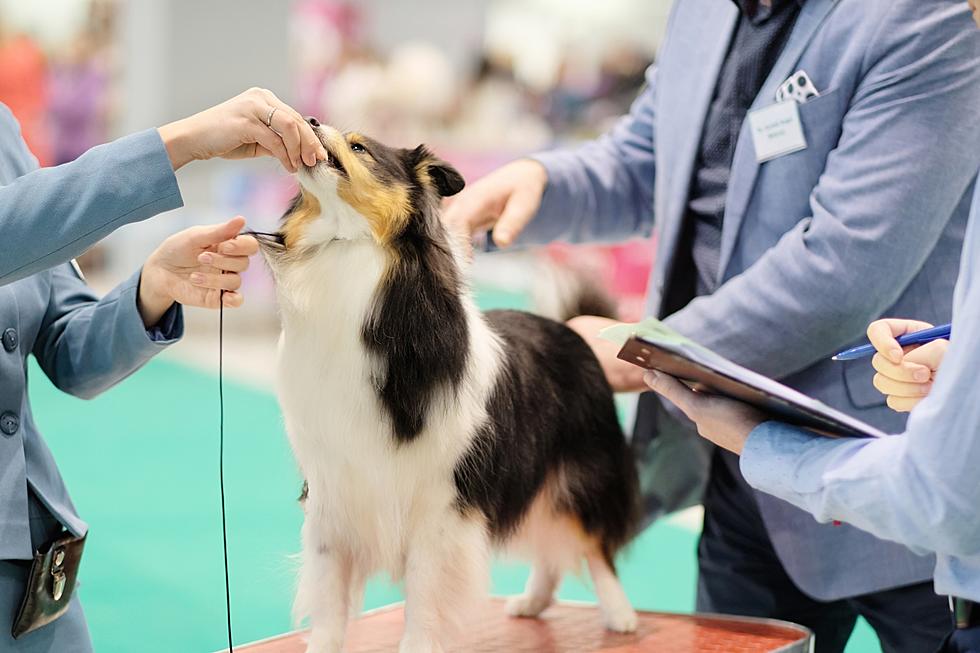 These Are the Top 10 Most Popular Dog Breeds in Texas