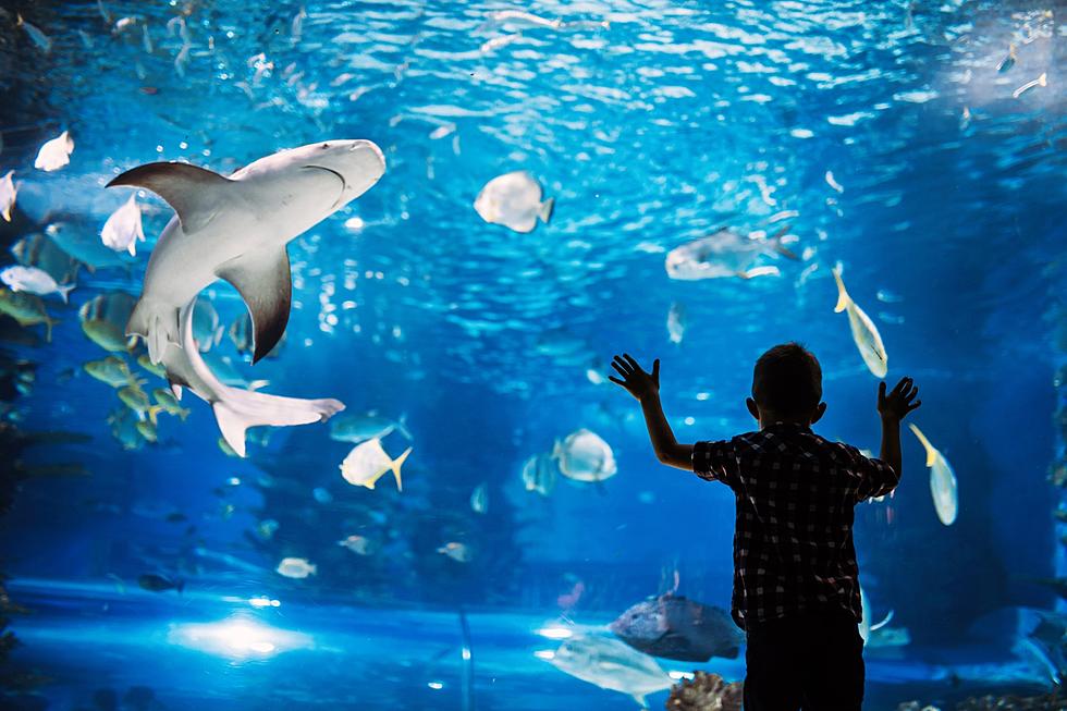 The Dallas World Aquarium is a Real Hidden Texas Treasure