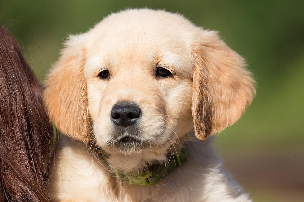 These Are the Top 25 Most Popular Dog Names in Texas