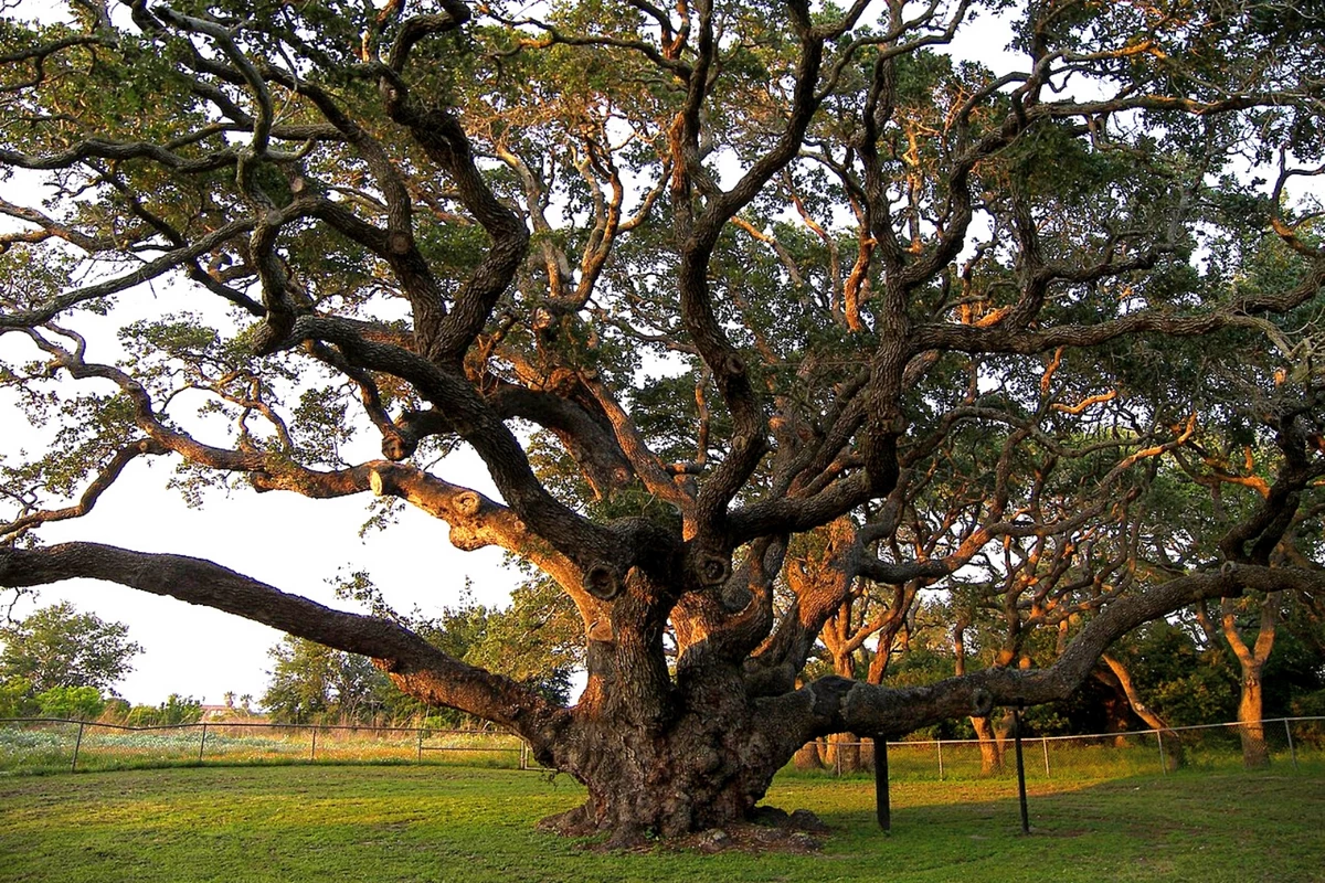 Покажи красивое дерево. ЛИМУЗЕНСКИЙ дуб. Амхалабраха дерево. Флоридские дубы. Дуб Джурупа.