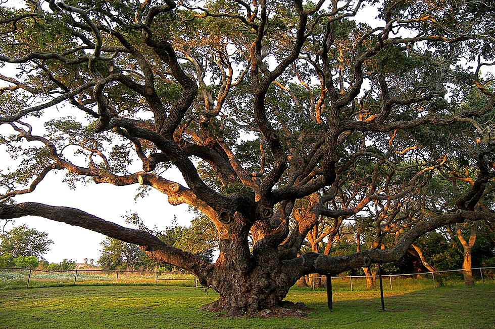 Living History: Texas Tree is Over 1,000 Years Old