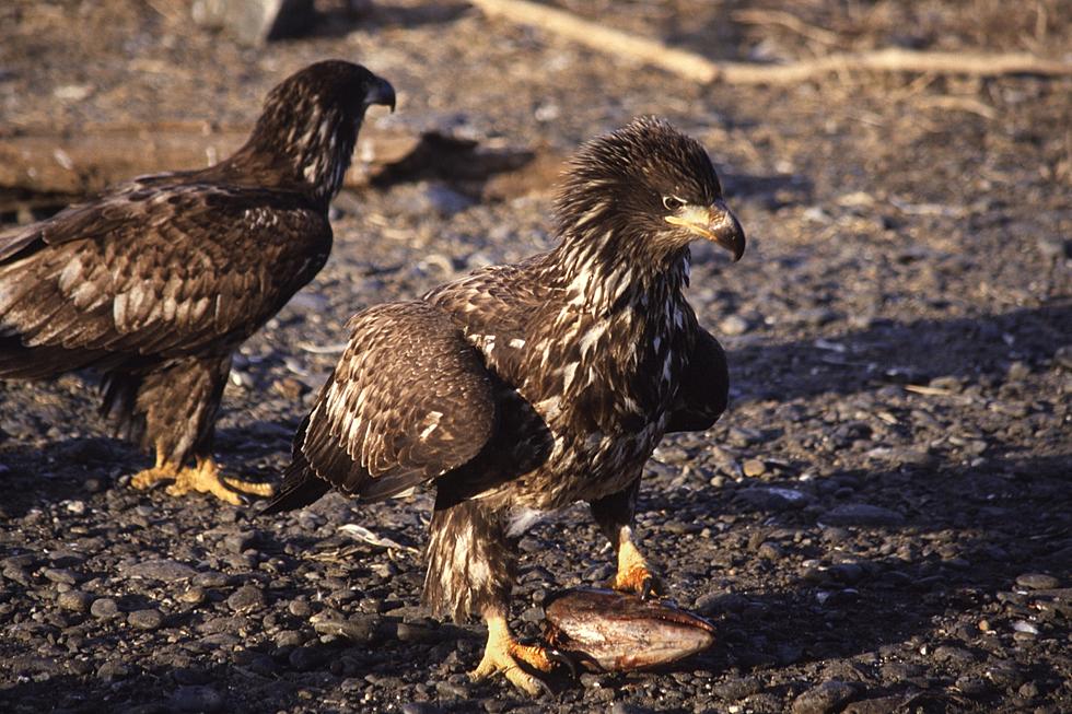 Two Rescued Bald Eagles Are Now Calling Abilene Zoo Home