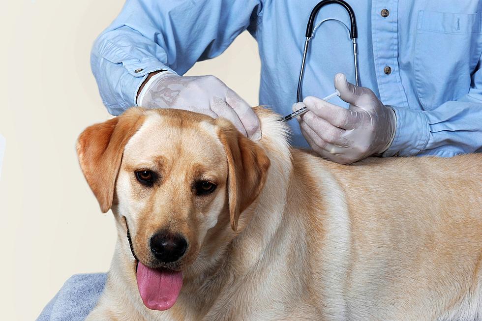What Vaccines Does Your Pet Need to Keep You From Breaking the Law?