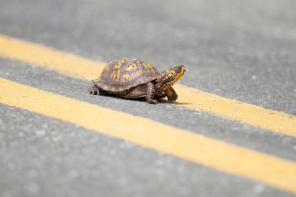 Is It Legal to Pick Up Turtles off Texas Highways and Byways?