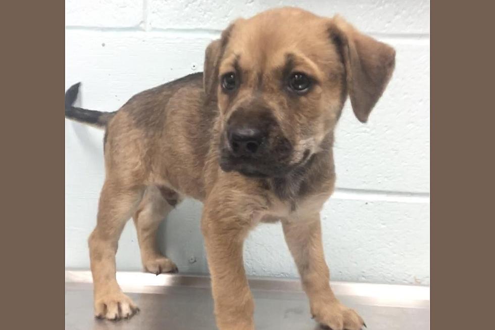 Over 60 Puppies Need a Good Texas Home