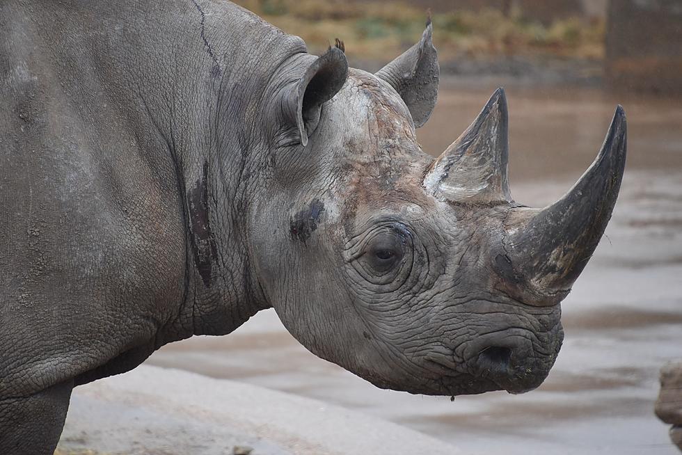 Did You Know Uhuru the Adorable Black Rhino Was Born in Texas?