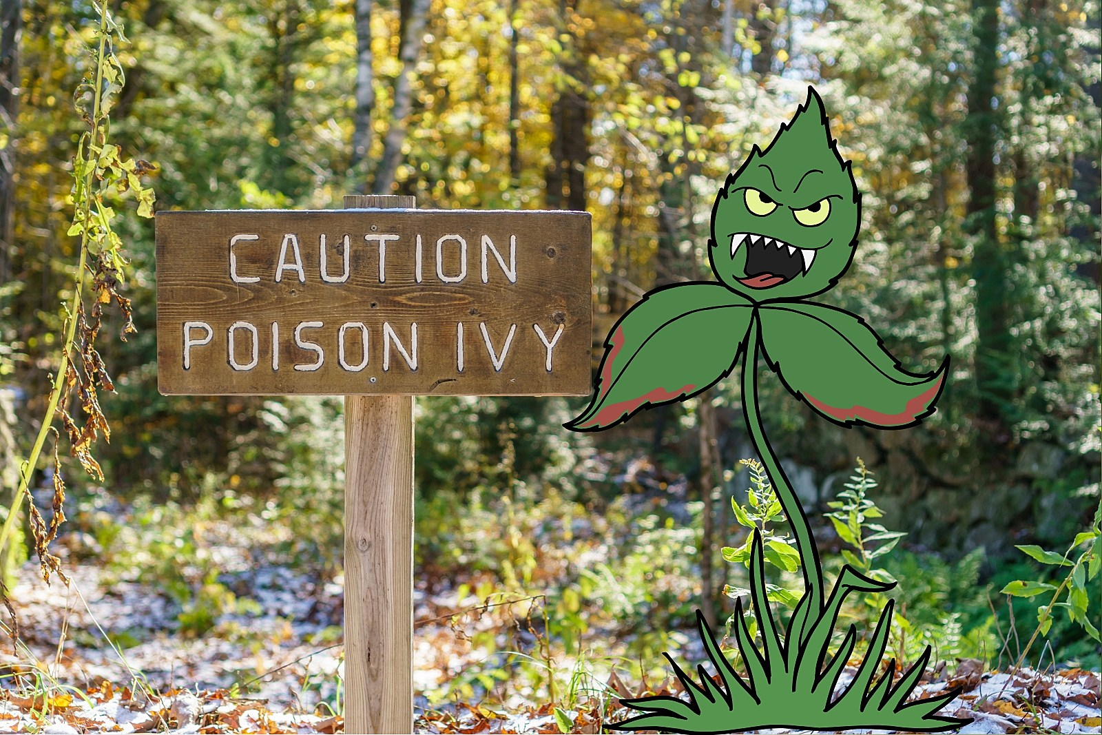 Poison ivy can work itchy evil on your skin – here's how
