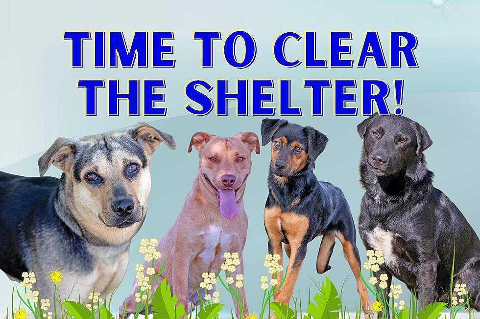 Abilene Animal Shelter Is Hosting "Clear the Shelter" for August