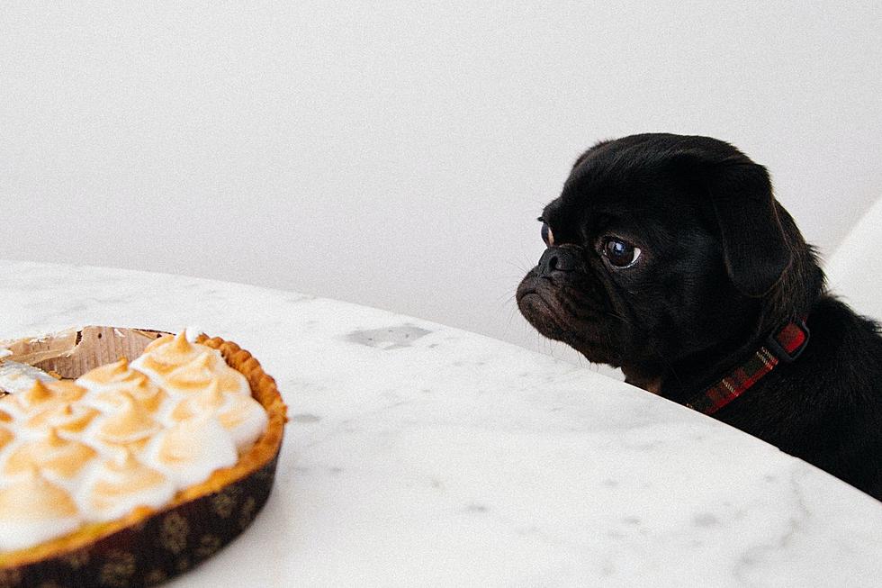 Furry Family Feast: A Guide to Dog-Friendly Thanksgiving Foods