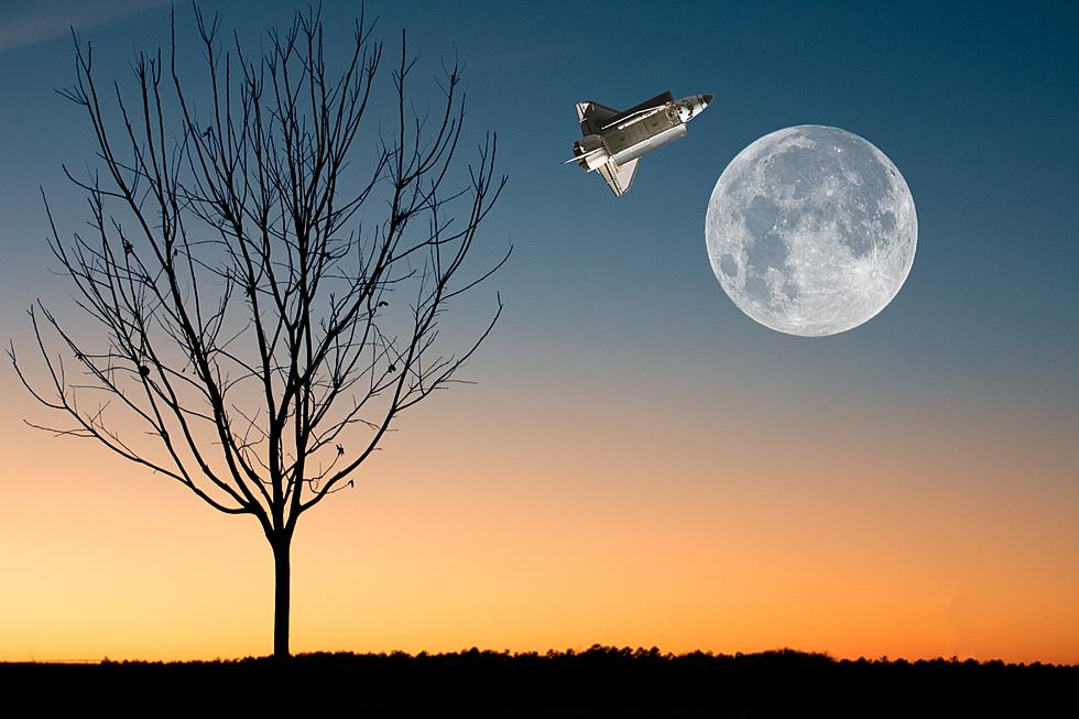 A Real Live Tree That’s Been In Moon’s Orbit Is Growing in Texas