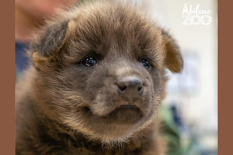 Rare Birth Of Maned Wolf Pup At Abilene Zoo Captivates Visitors