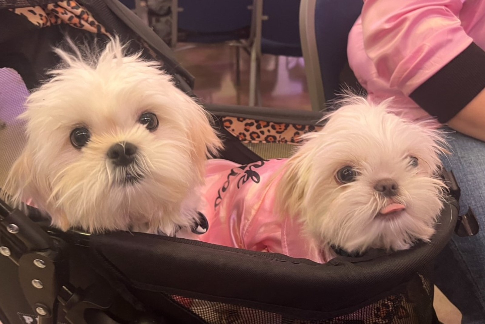 Fur ball puppies top