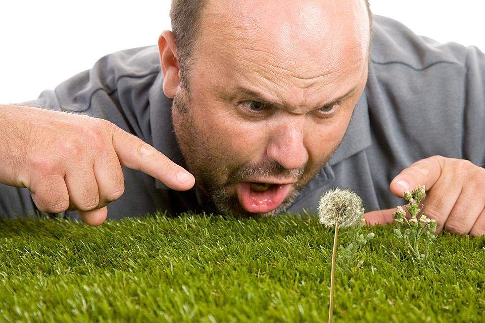 Discover The Secret To Weed-Free Lawns in Texas