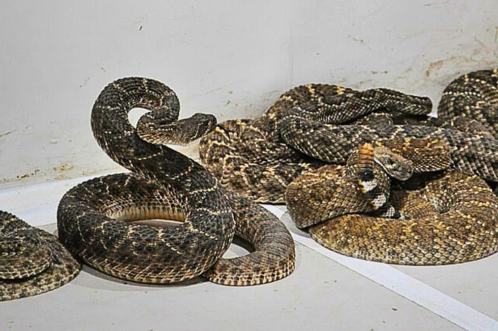 Don't Miss Out On The Action At Sweetwater's Rattlesnake Round-Up