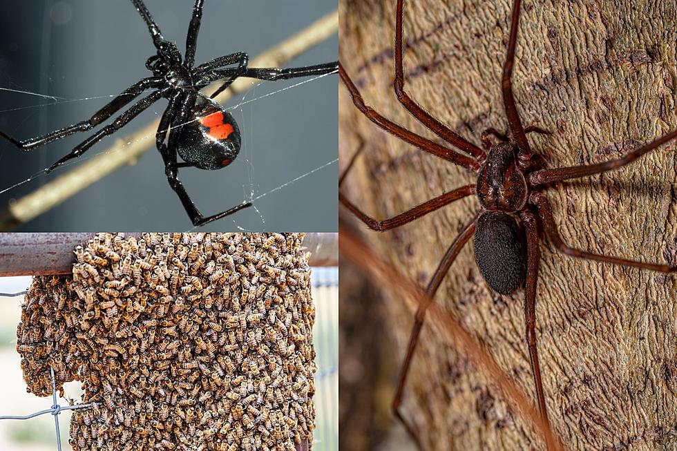 Avoiding Deadly Encounters: West Texas' Most Dangerous Insects